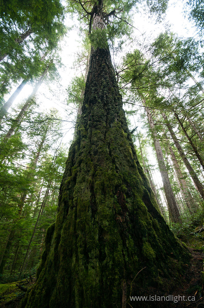 Plant  photo from Grandfather Grove, Green Valley Cortes Island, BC Canada.