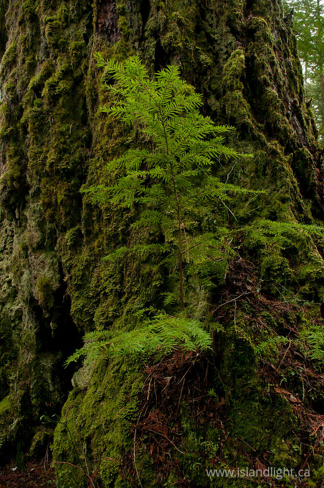 Plant  photo from  Cortes Island, BC Canada.