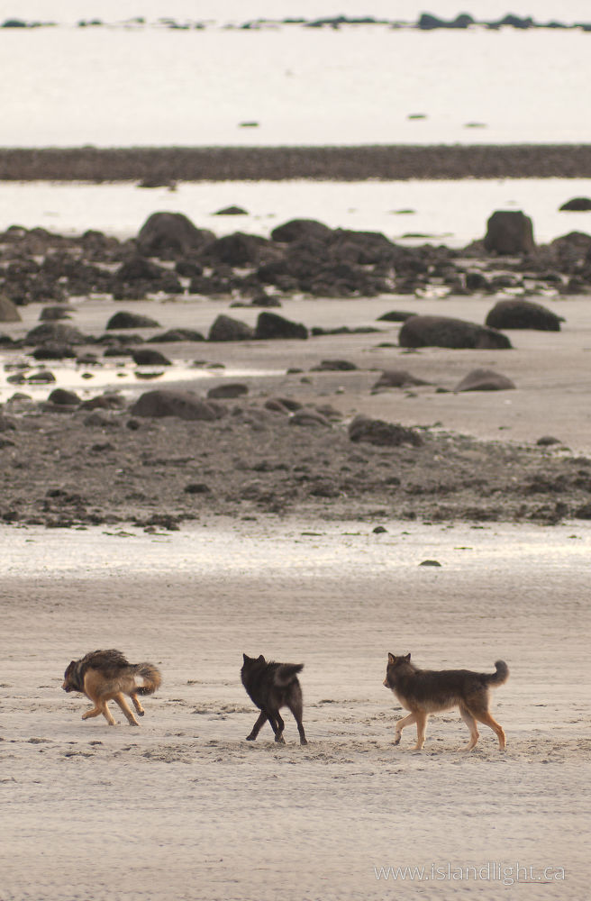 Mammal  photo from  Cortes Island, BC Canada.