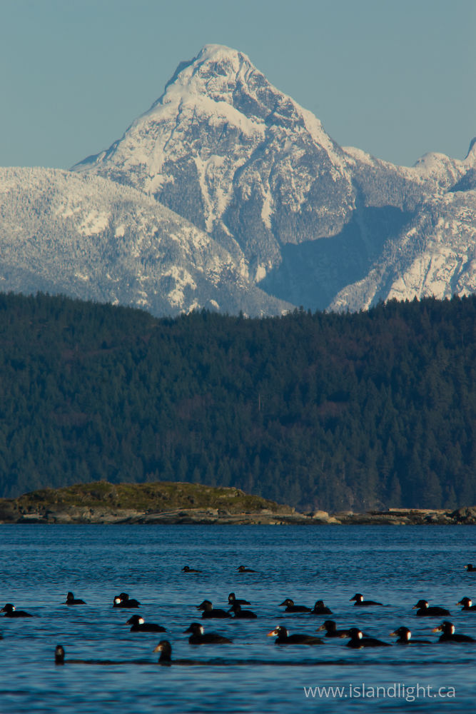 Bird  photo from  Desolation Sound, BC Canada.