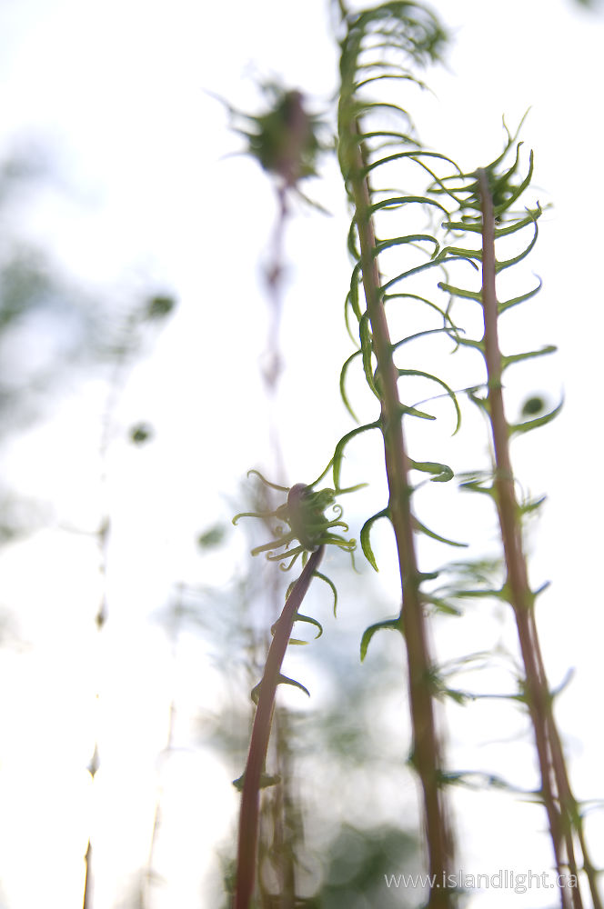 Plant  photo from  Cortes Island, BC Canada.