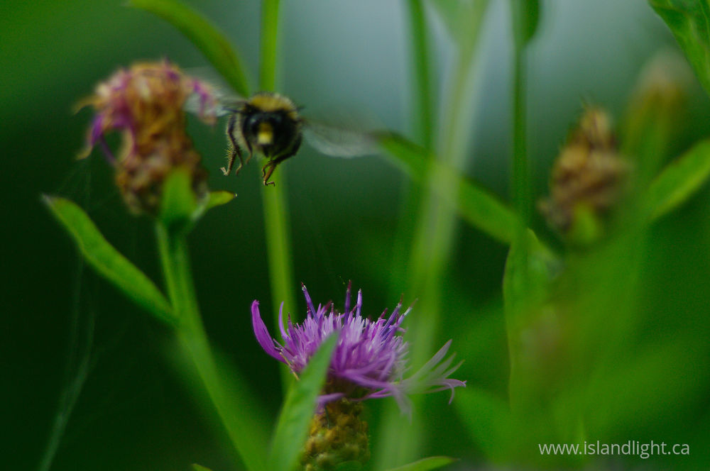 Plant  photo from  Aillevillers, Haute-Saone France.