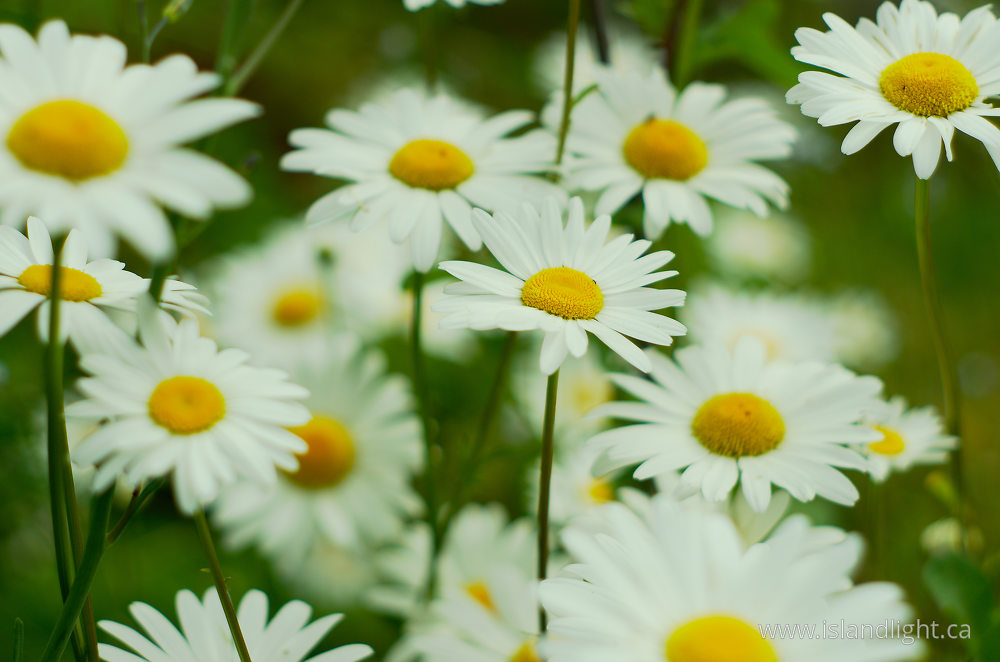 Plant  photo from  Cortes Island, British Columbia Canada.