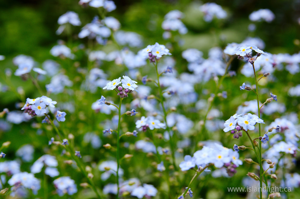 Plant  photo from  Vancouver, British Columbia Canada.