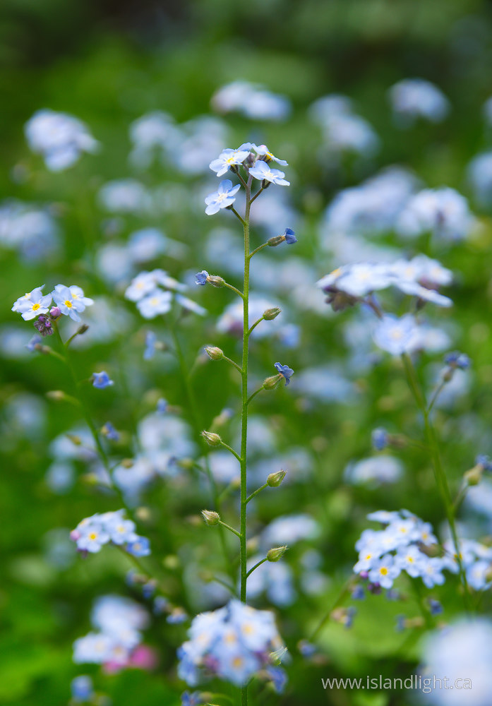 Plant  photo from  Vancouver, British Columbia Canada.