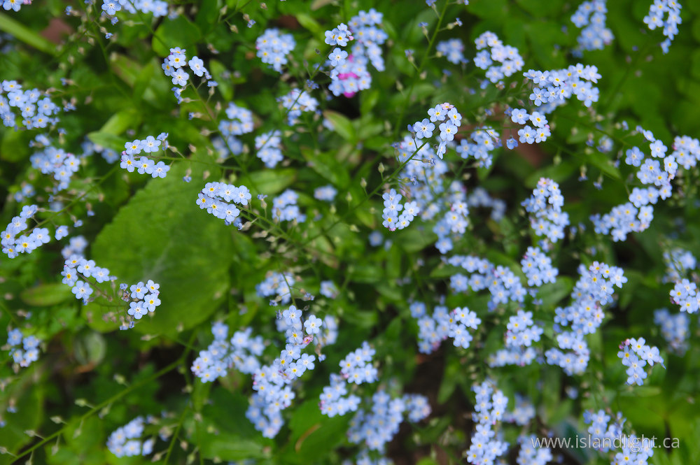 Plant  photo from  Vancouver, British Columbia Canada.
