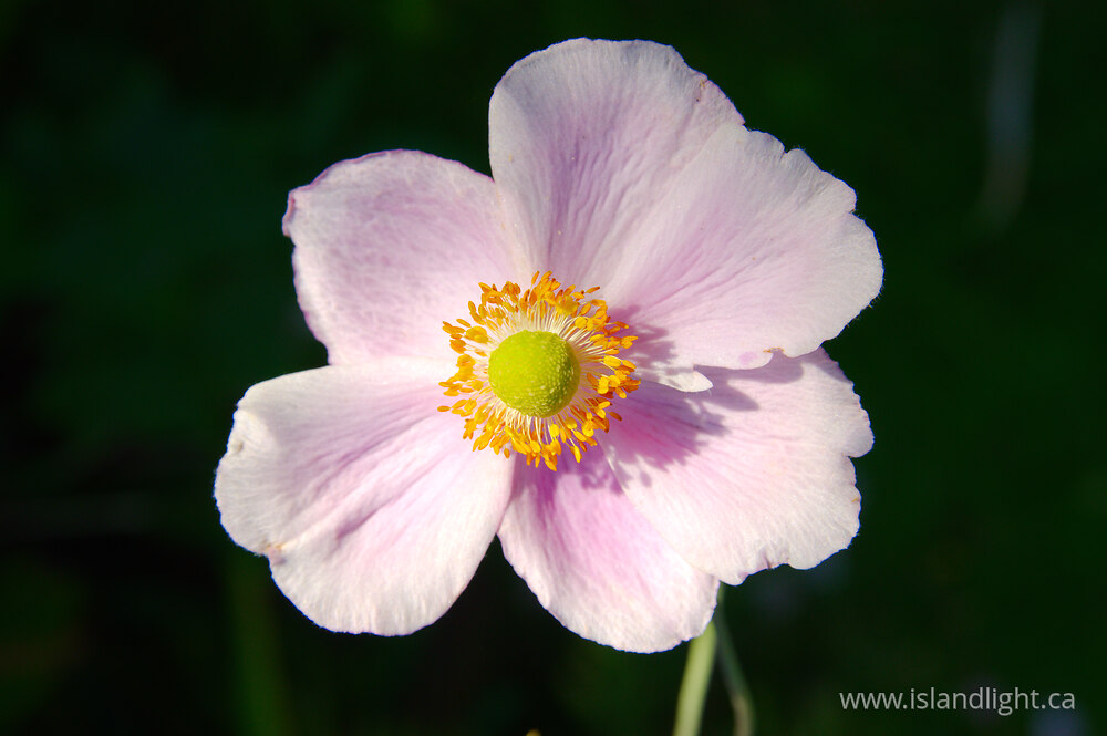 Plant  photo from  Vancouver, British Columbia Canada.