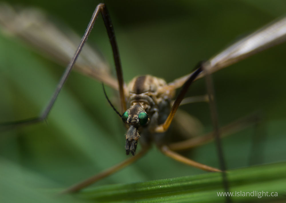Insect photo from  France,  France.