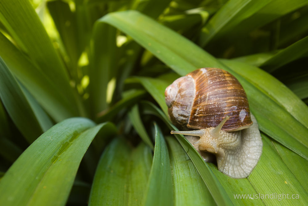 Insect photo from  France, Haute-Saone France.