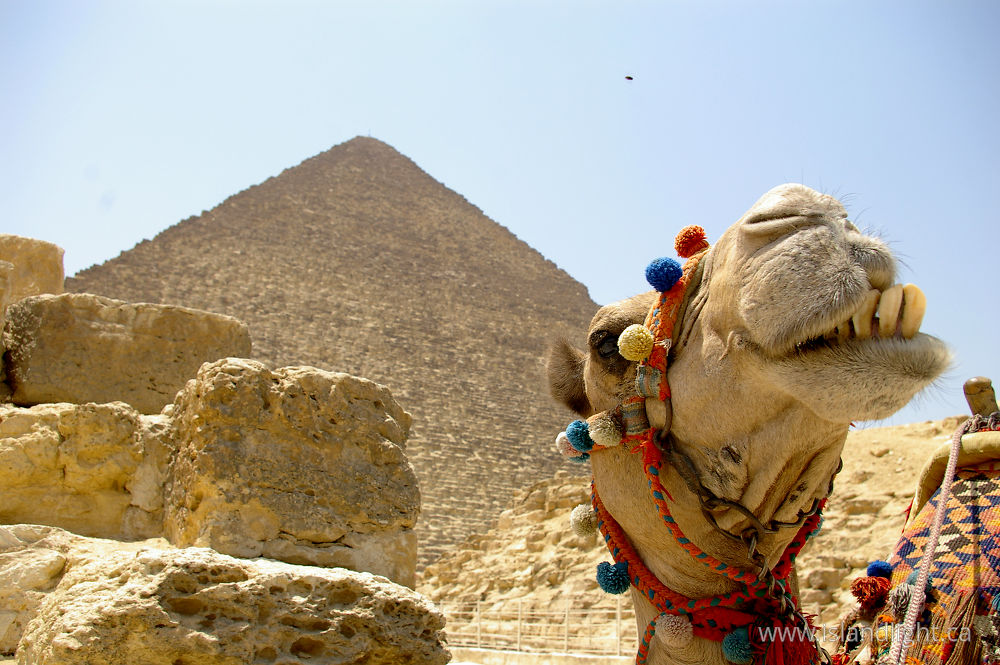 Mammal photo from  Giza,  Egypt.