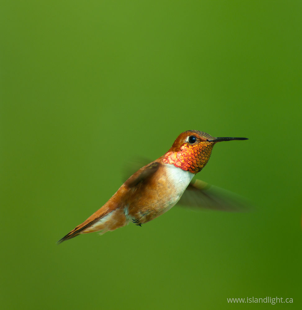 Bird  photo from  Cortes Island, BC Canada.