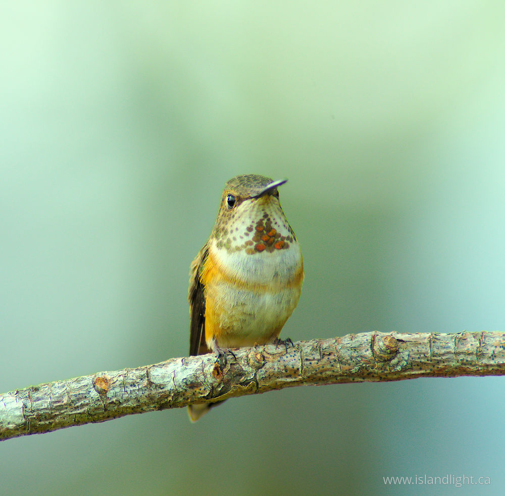 Bird  photo from  Cortes Island, British Columbia Canada.