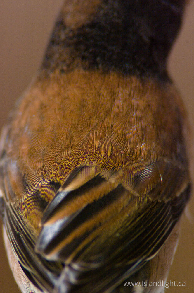 Bird  photo from  Cortes Island, BC Canada.
