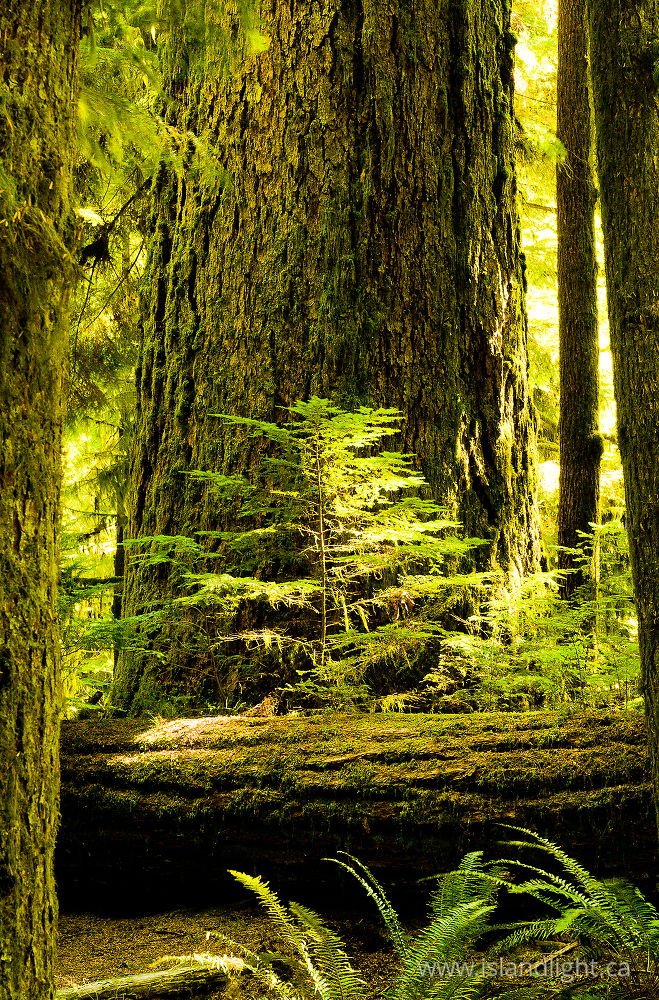 Plant  photo from Cathedral Grove MacMillan Provincial park, British Columbia Canada.