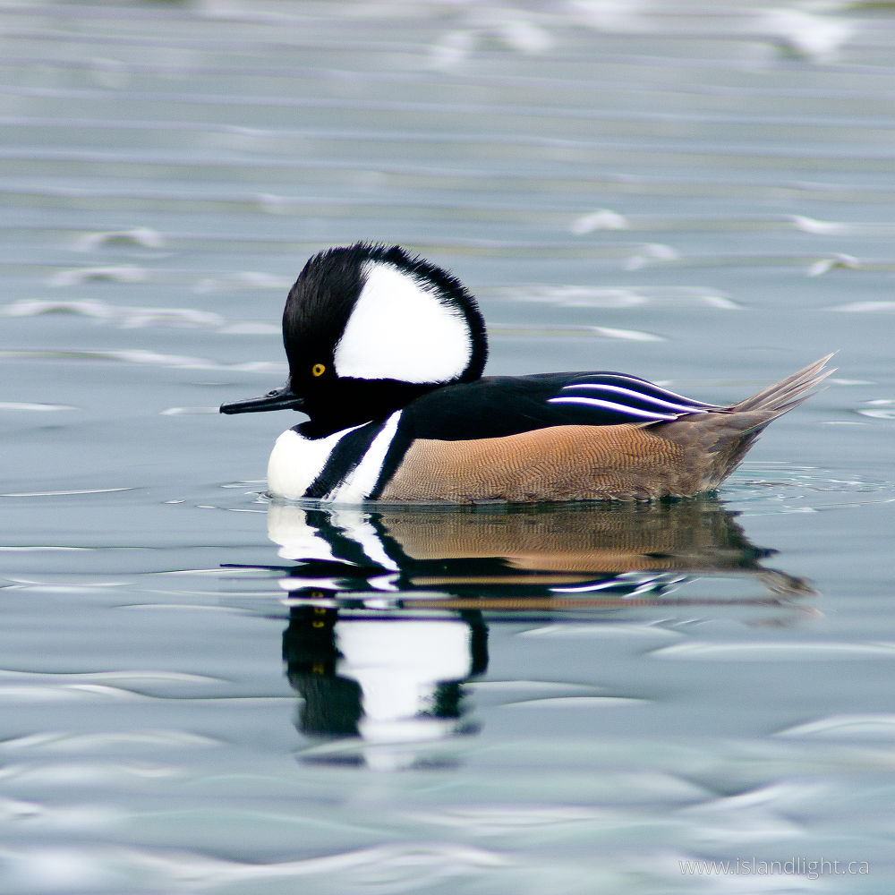 Bird  photo from Granville Island Vancouver, BC Canada.