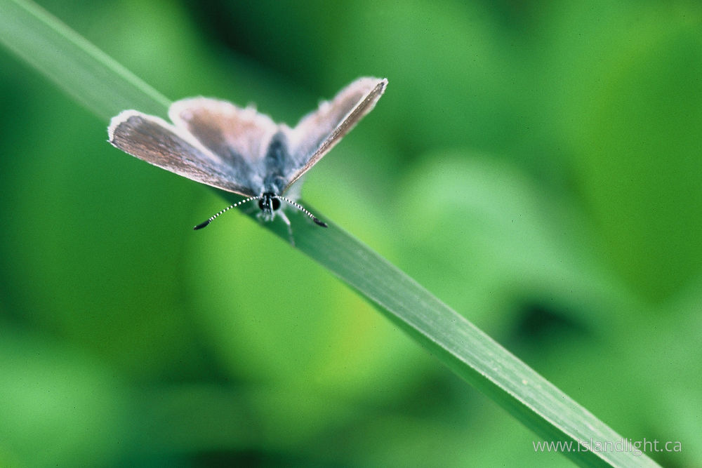 Insect photo from  Mitlenatch Island, BC Canada.