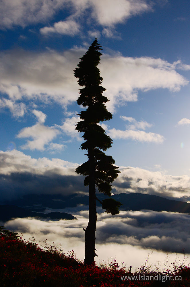 Landscape  photo from  Mount Washington, British Columbia Canada.