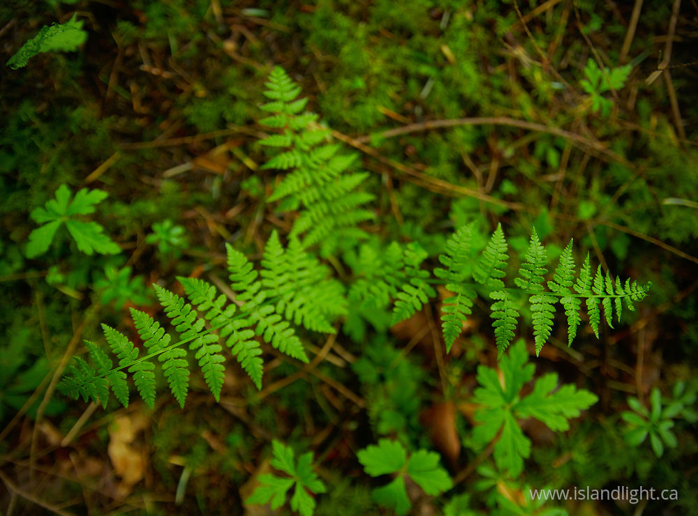 Plant  photo from  Cortes Island, British Columbia Canada.