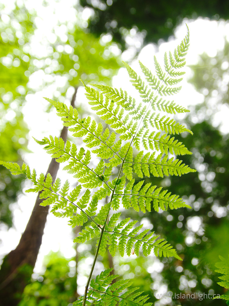Plant  photo from  Pacific Spirit Park, British Columbia Canada.