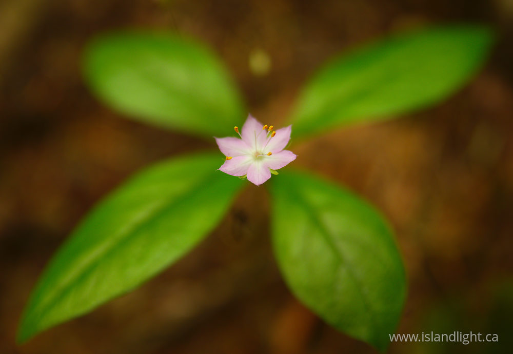 Plant  photo from  Pacific Spirit Park, British Columbia Canada.
