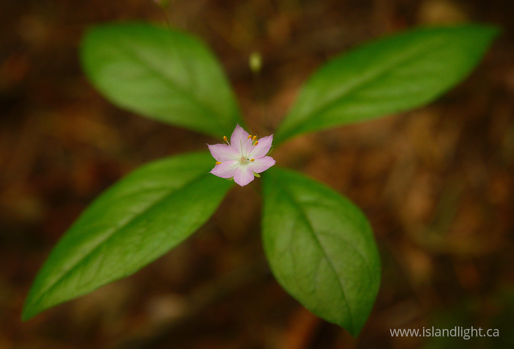 Plant  photo from  Pacific Spirit Park, British Columbia Canada.