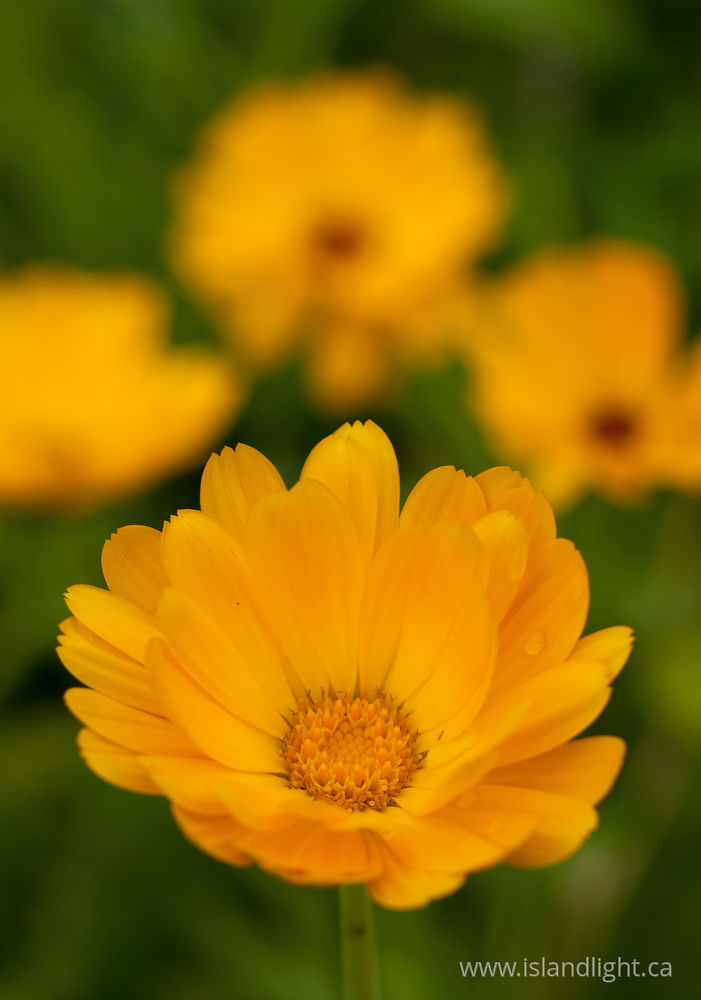 Plant  photo from  Cortes Island, BC Canada.