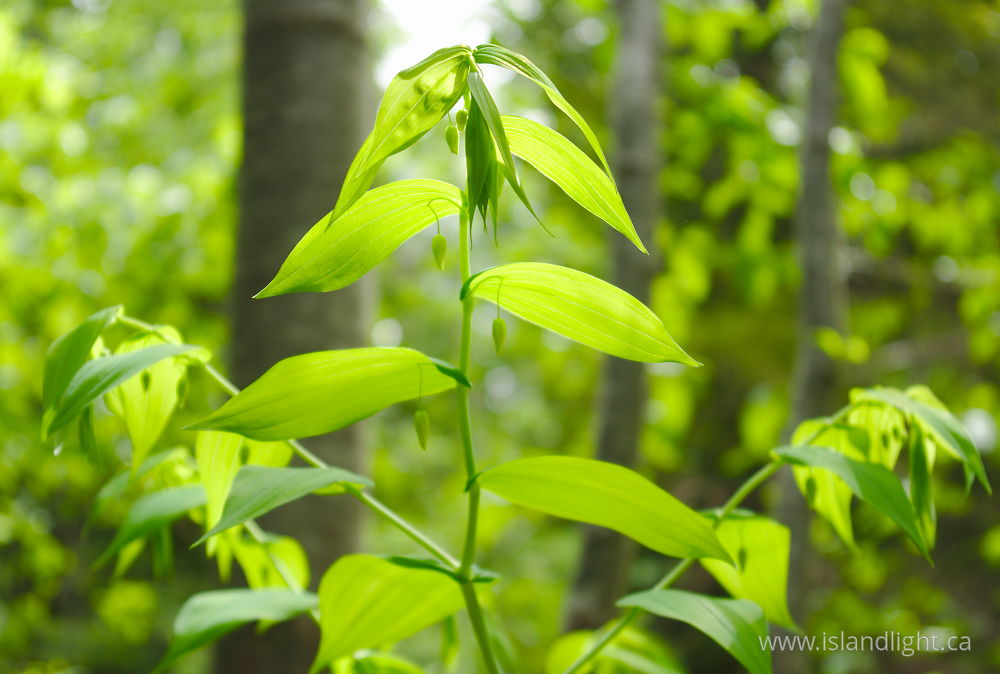 Plant  photo from  Slocan Valley, British Columbia Canada.