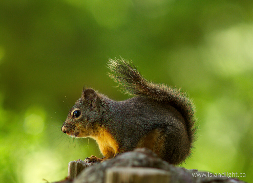 Mammal  photo from  Powel River, British Columbia Canada.