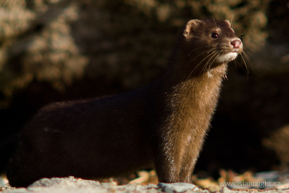 Mammal  photo from Cape Mudge Quadra Island, BC Canada.