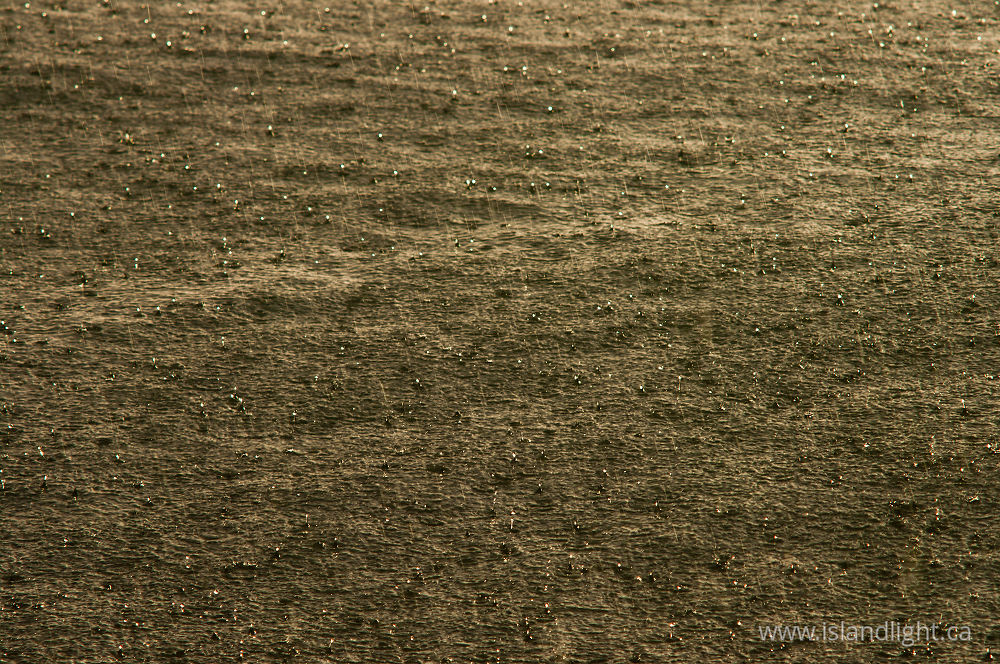 Reflection  photo from  Salish Sea, BC Canada.
