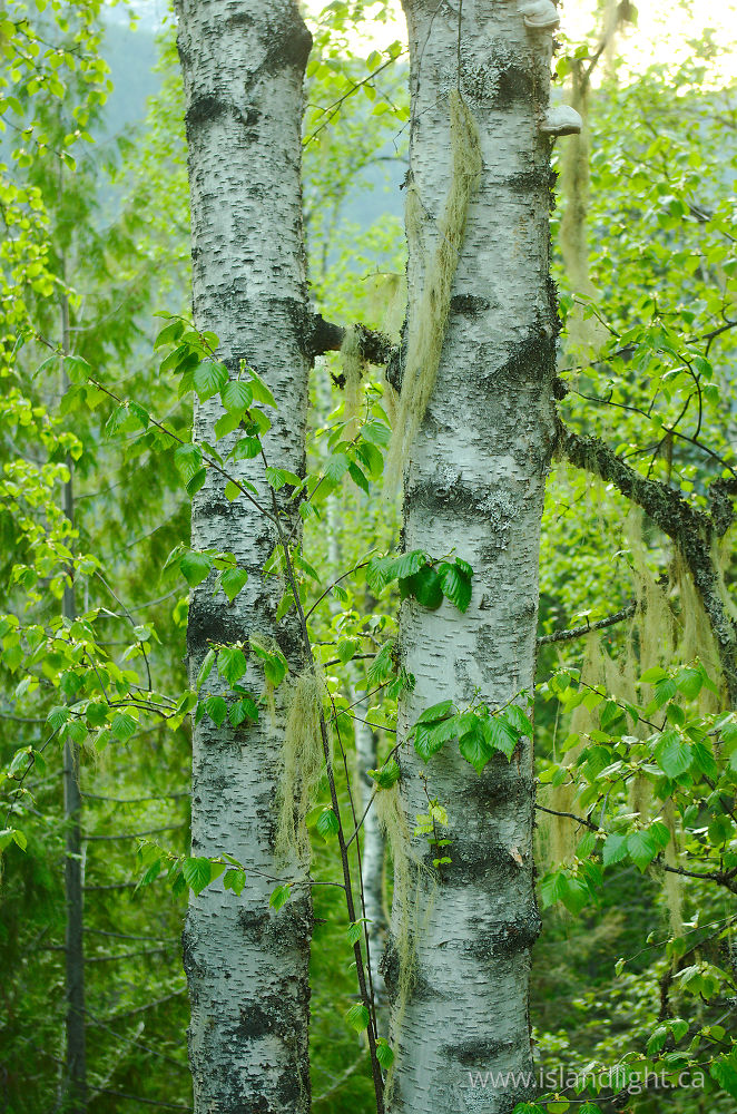 Plant  photo from  Slocan Valley, British Columbia Canada.