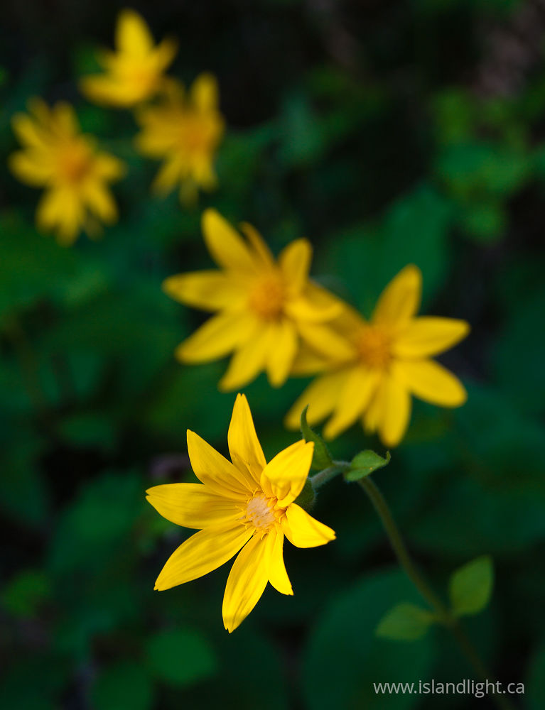 Plant  photo from  Slocan Valley, BC Canada.