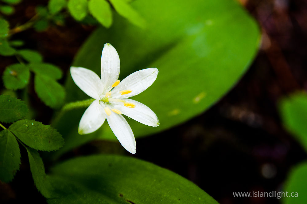 Plant  photo from  Slocan Valley, British Columbia Canada.