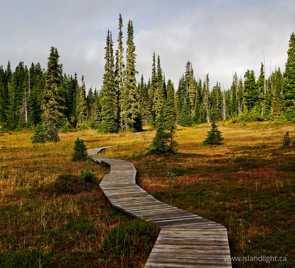 Landscape  photo from Paradise Meadows Strathcona Provincial Park, British Columbia Canada.