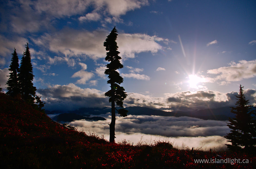 Landscape  photo from  Vancouver Island, British Columbia Canada.