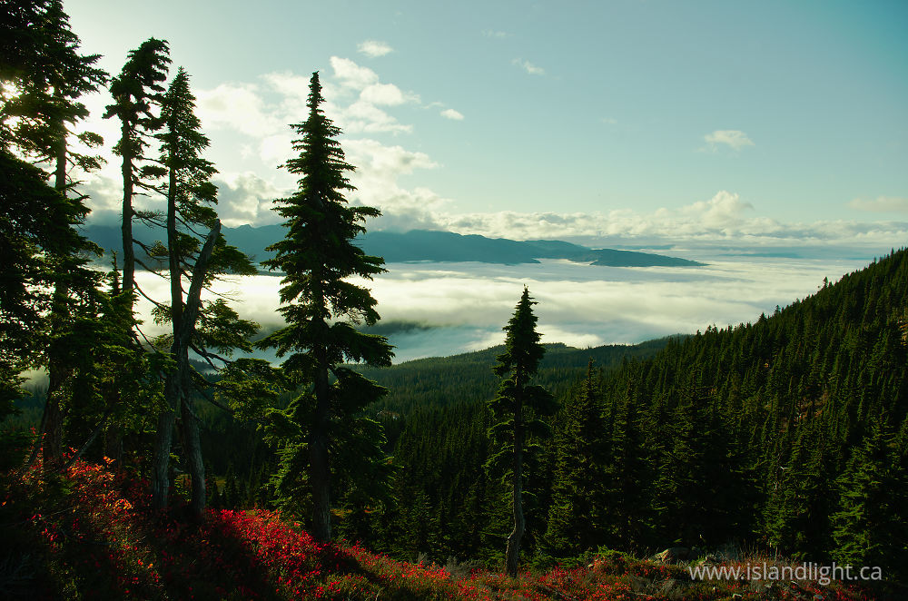 Landscape photo from Mount Washington Vancouver Island, British Columbia Canada.