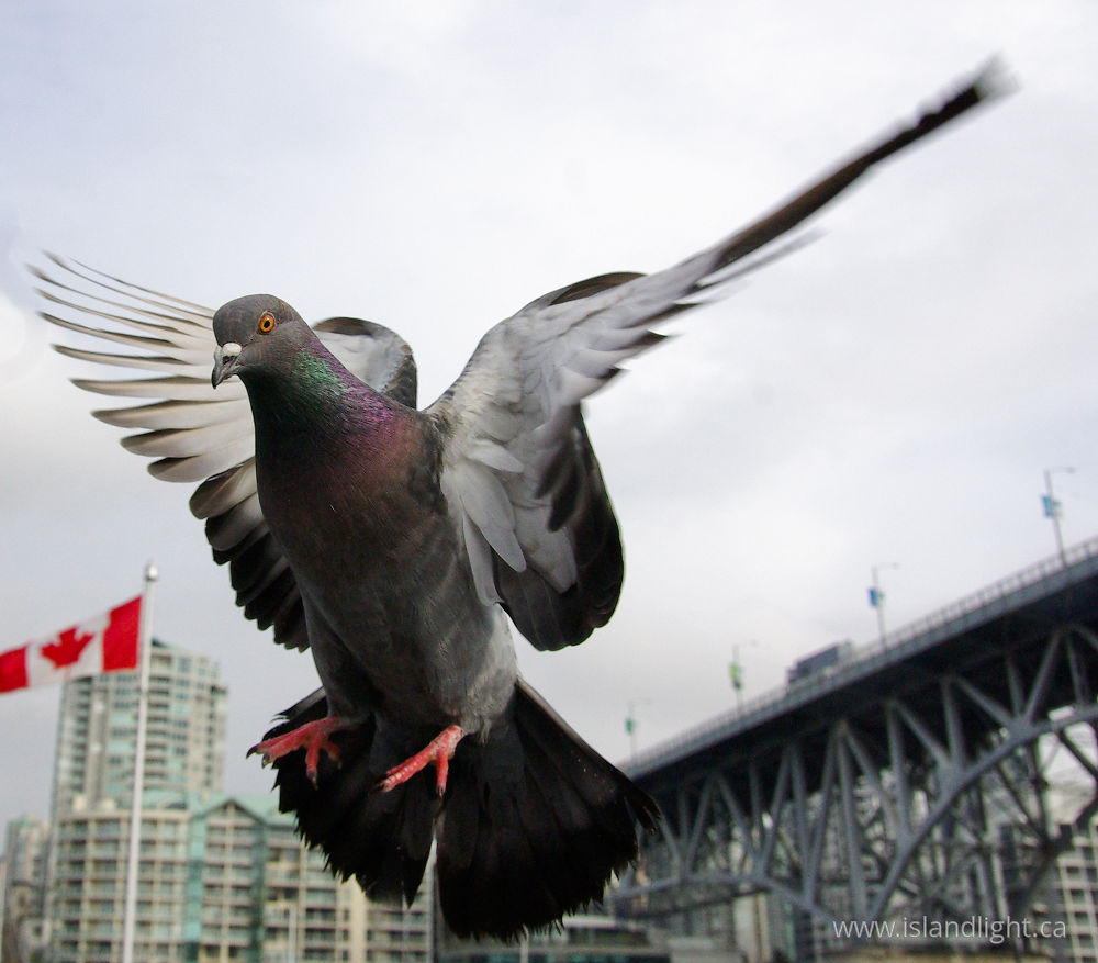 Bird  photo from Granville Island Vancouver, BC Canada.