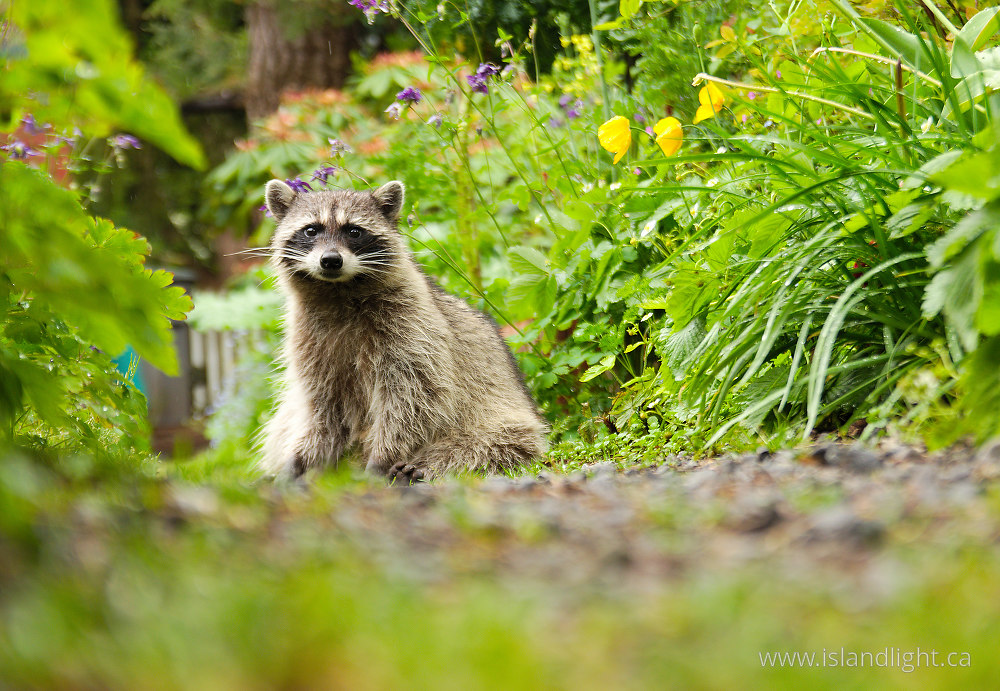 Mammal photo from  Vancouver, British Columbia Canada.