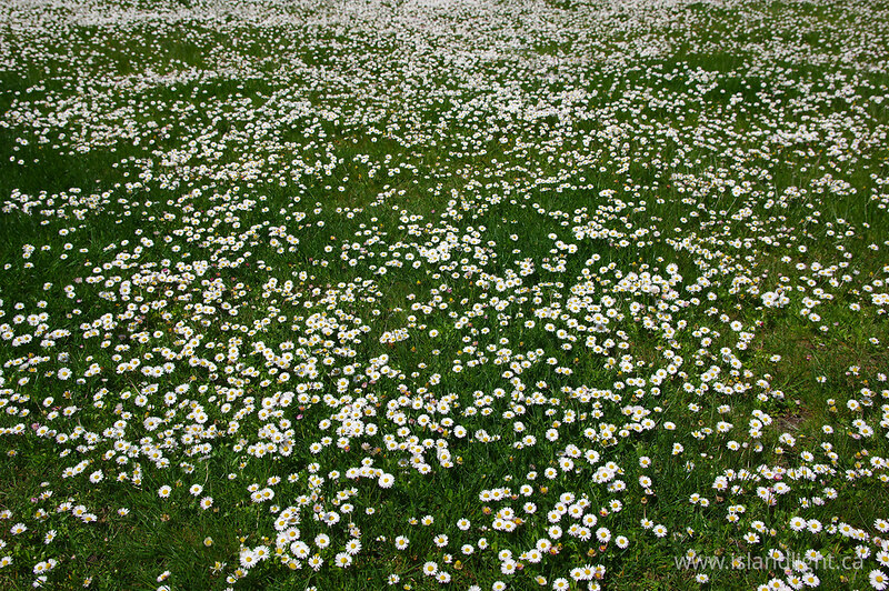   Flower photo