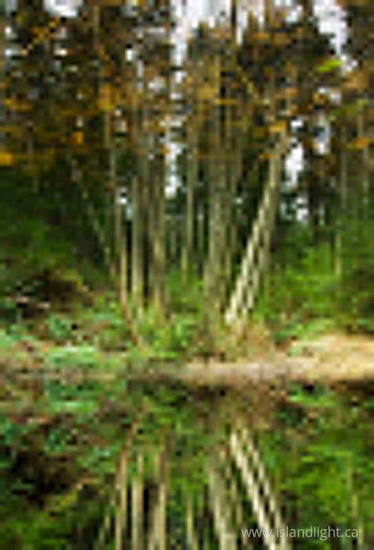   Forest photo