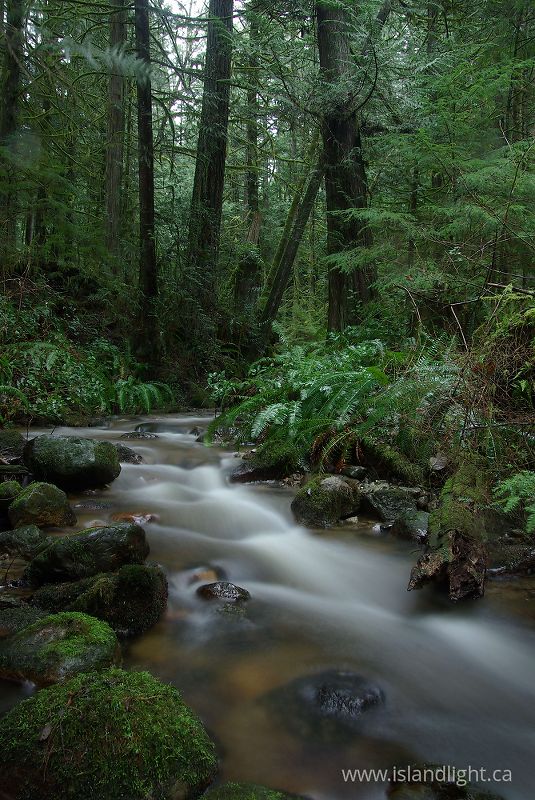 Gorge Creek - Cortes Island Creek photo