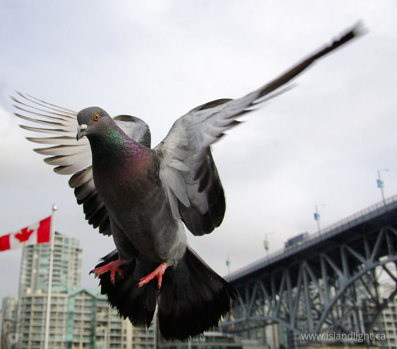 Pigeon In Flight -  Pigeon photo