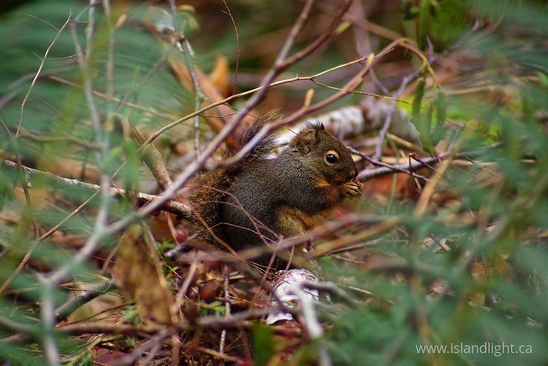   Squirrel photo