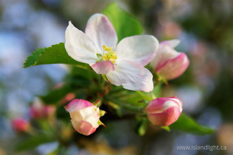   Flower photo
