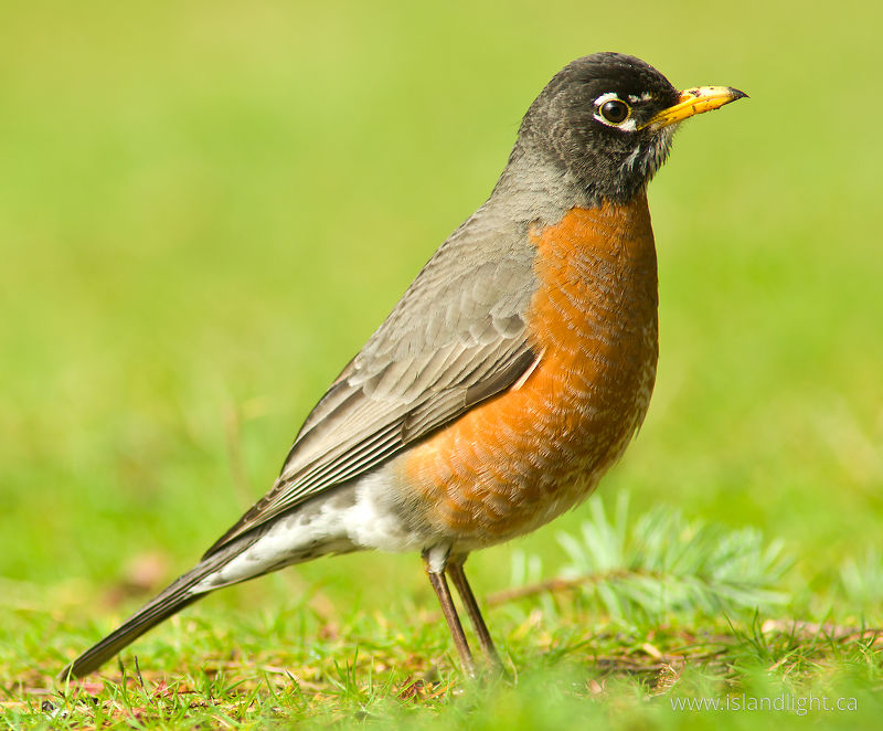 Male American Robin -   photo