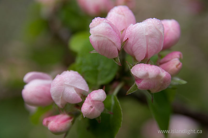   Flower photo