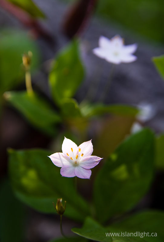   Flower photo