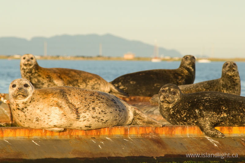   Seal photo