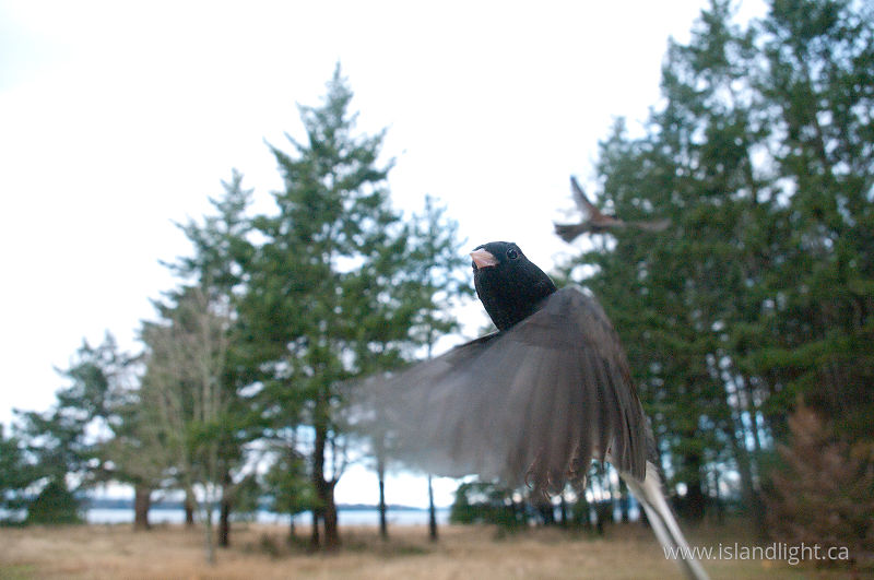 Junco  -   photo