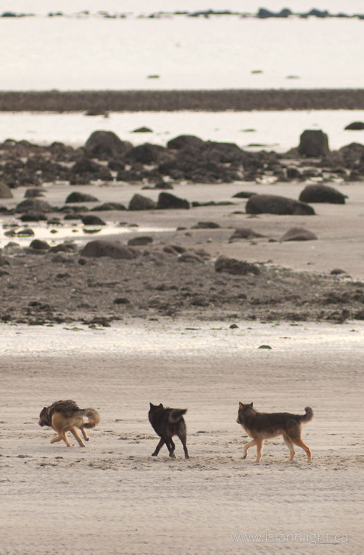   Wolf photo